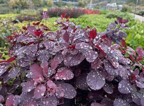 Ruj vlasatá 'Royal Purple' - Cotinus coggygria 'Royal Purple'