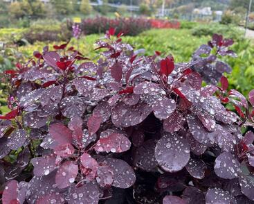 Ruj vlasatá 'Royal Purple'