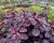 Ruj vlasatá 'Royal Purple'