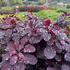 Cotinus coggygria 'Royal Purple'.jpeg