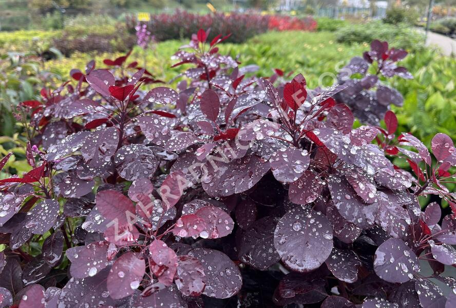 Ruj vlasatá 'Royal Purple' - Cotinus coggygria 'Royal Purple'