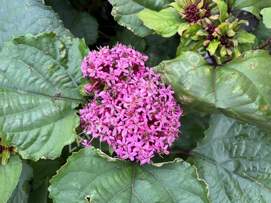 Blahokeř Bungeův - Clerodendrum bungei