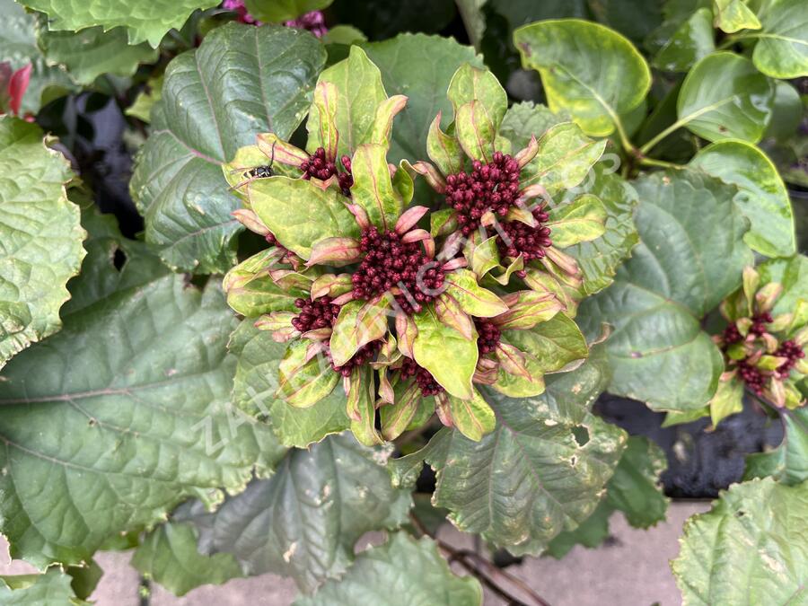 Blahokeř Bungeův - Clerodendrum bungei