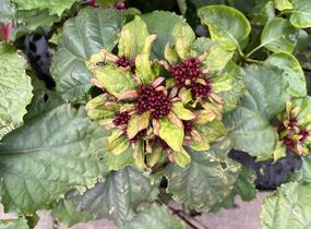 Blahokeř Bungeův - Clerodendrum bungei