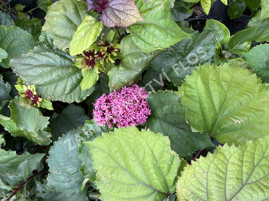 Blahokeř Bungeův - Clerodendrum bungei