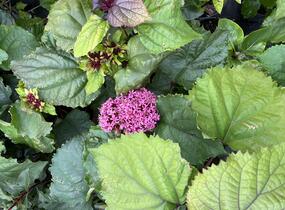 Blahokeř Bungeův - Clerodendrum bungei