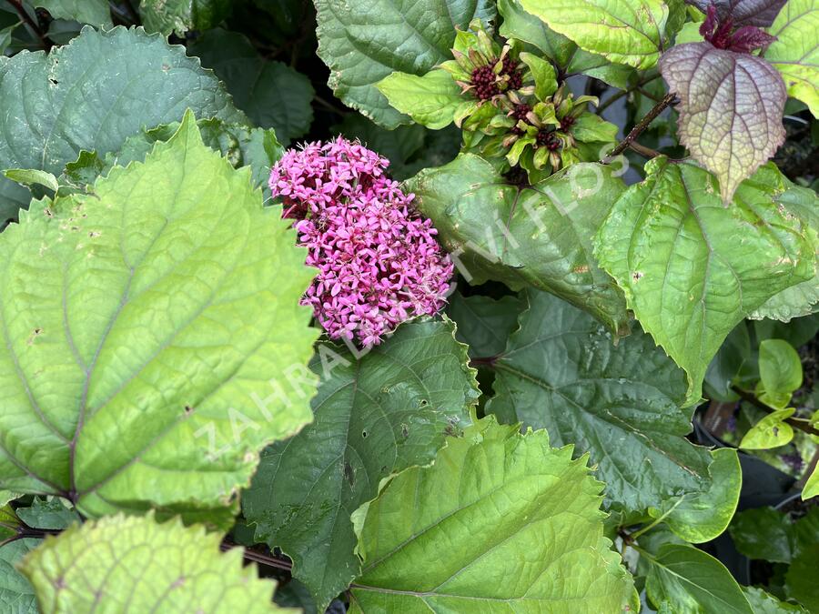 Blahokeř Bungeův - Clerodendrum bungei