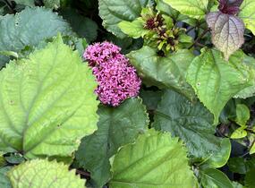 Blahokeř Bungeův - Clerodendrum bungei