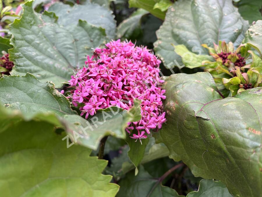 Blahokeř Bungeův - Clerodendrum bungei