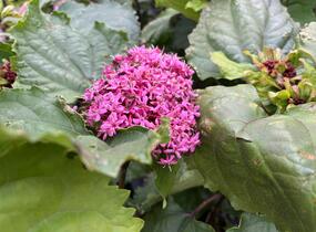 Blahokeř Bungeův - Clerodendrum bungei