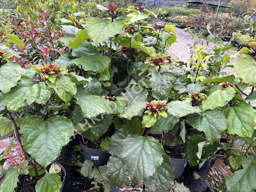 Blahokeř Bungeův - Clerodendrum bungei