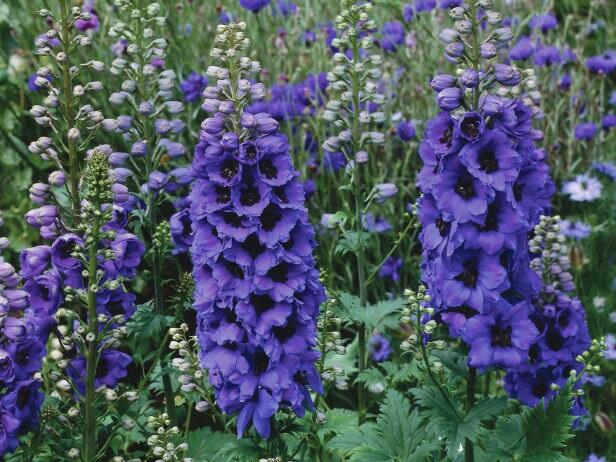 Ostrožka 'Magic Fountain' mix - Delphinium 'Magic Fountain' mix