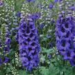 Ostrožka 'Magic Fountain' mix - Delphinium 'Magic Fountain' mix