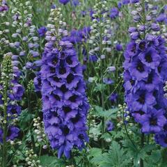 Ostrožka 'Magic Fountain' mix - Delphinium 'Magic Fountain' mix