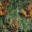 Rakytník řešetlákový - samičí 'Julia' - Hippophae rhamnoides 'Julia'