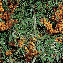 Rakytník řešetlákový - samičí 'Julia' - Hippophae rhamnoides 'Julia'