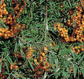Rakytník řešetlákový - samičí 'Julia' - Hippophae rhamnoides 'Julia'