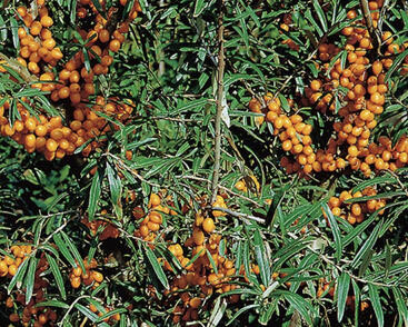 Rakytník řešetlákový samičí 'Julia'