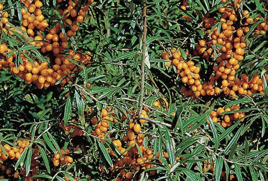 Rakytník řešetlákový samičí 'Julia' - Hippophae rhamnoides 'Julia'