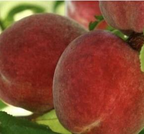 Broskvoň 'Flavor Crest'