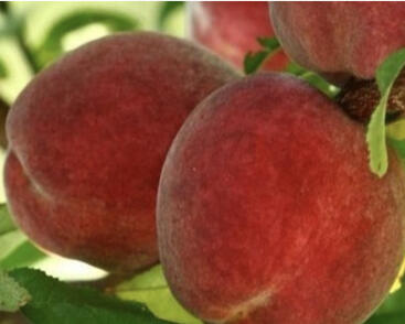 Broskvoň 'Flavor Crest'