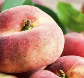 Broskvoň středně raná 'Fruit Me®Peach Me Donut'