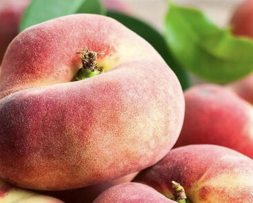 Broskvoň středně raná 'Fruit Me®Peach Me Donut'