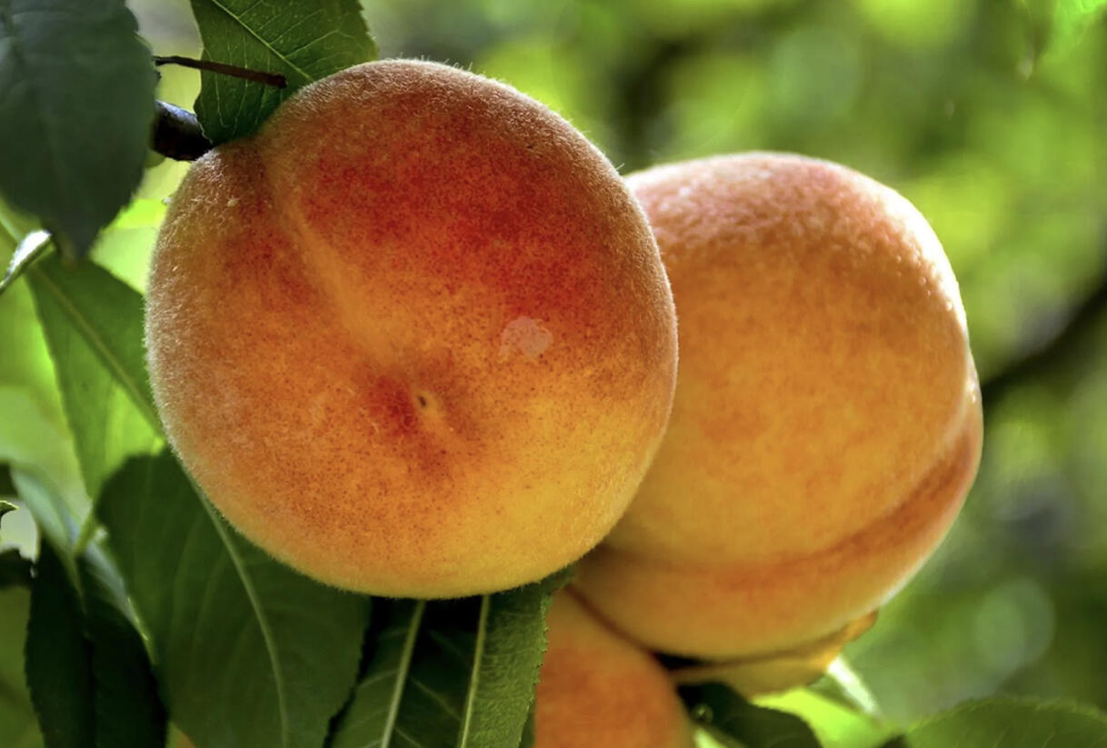 Broskvoň středně raná 'Fruit Me®Peach Me Yellow' - Prunus persica 'Fruit Me®Peach Me Yellow'