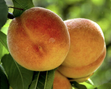 Broskvoň středně raná 'Fruit Me®Peach Me Yellow'