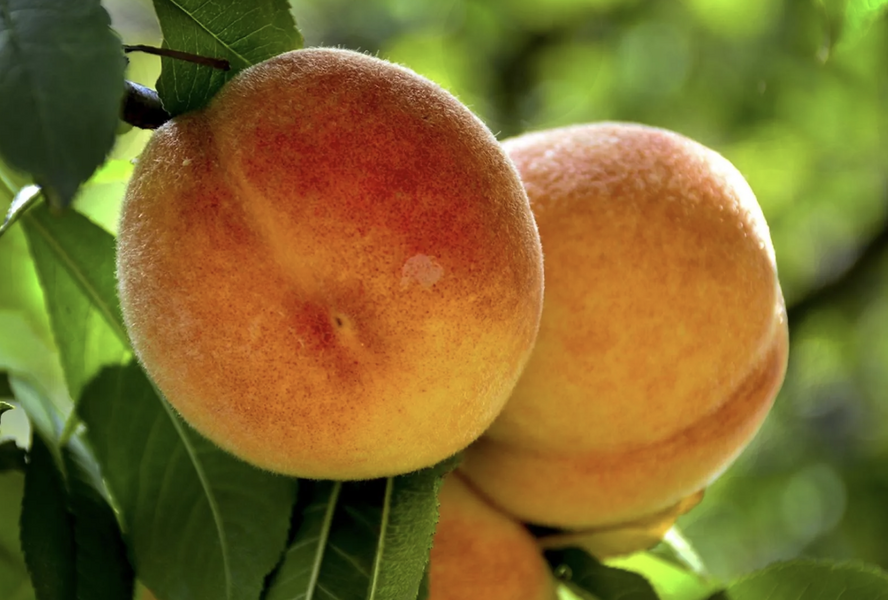 Broskvoň středně raná 'Fruit Me®Peach Me Yellow' - Prunus persica 'Fruit Me®Peach Me Yellow'