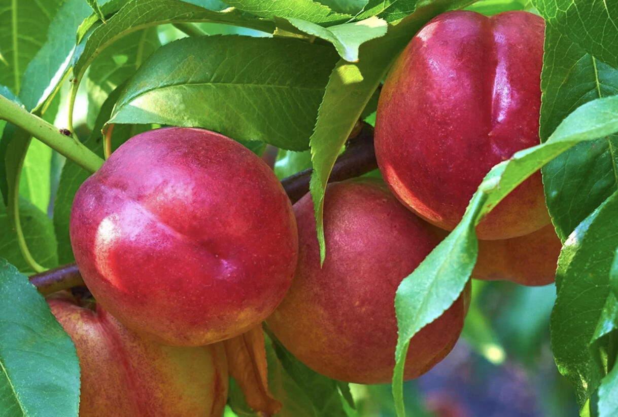Nektarinka středně raná 'Fruit Me Necta Me' - Prunus persica var. nucipersica 'Fruit Me Necta Me'