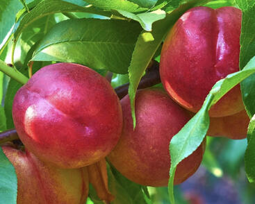 Nektarinka středně raná 'Fruit Me Necta Me'