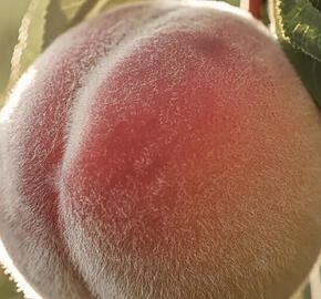 Broskvoň raná 'Early Redhaven'