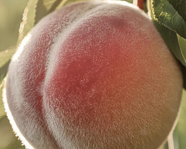 Broskvoň raná 'Early Redhaven'