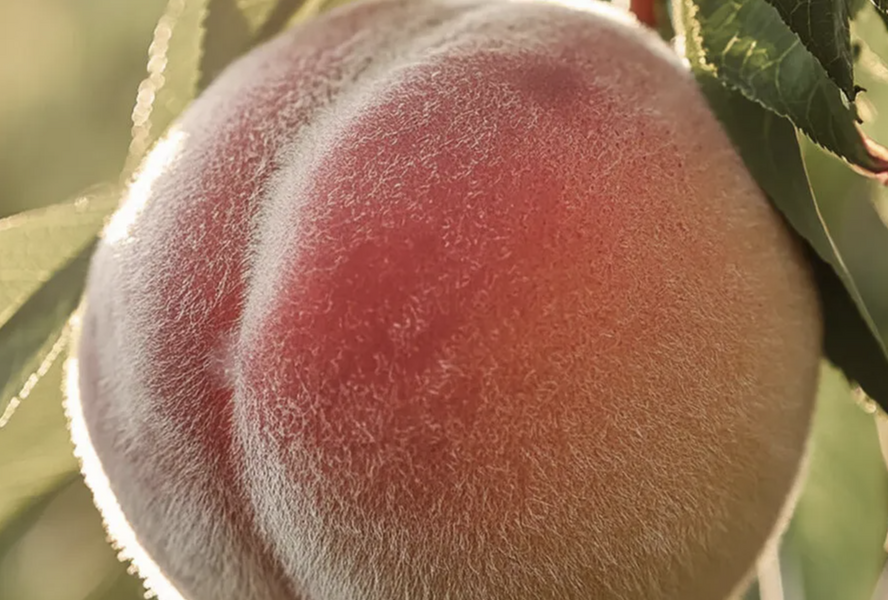 Broskvoň raná 'Early Redhaven' - Prunus persica 'Early Redhaven'