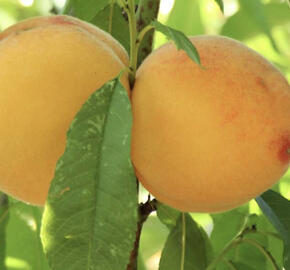 Broskvoň žlutomasá středně pozdní 'Romea'