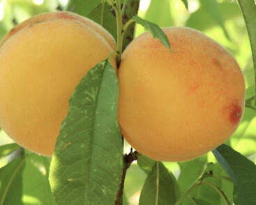 Broskvoň žlutomasá středně pozdní 'Romea'