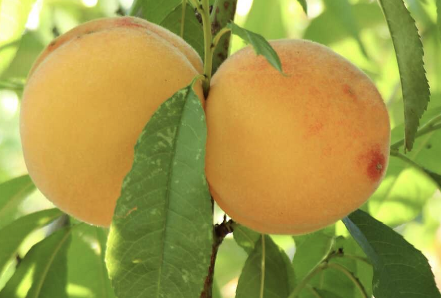 Broskvoň žlutomasá středně pozdní 'Romea' - Prunus persica 'Romea'