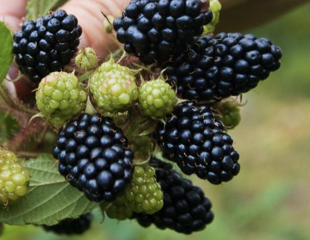 Ostružiník beztrnný 'Coolaris Garden Black' - Rubus fruticosus 'Coolaris Garden Black'