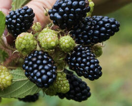 Ostružiník beztrnný 'Coolaris Garden Black'