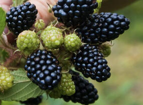 Ostružiník beztrnný 'Coolaris Garden Black' - Rubus fruticosus 'Coolaris Garden Black'