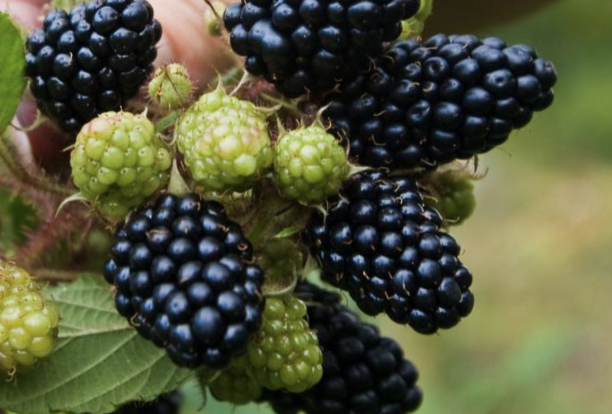 Ostružiník beztrnný 'Coolaris Garden Black' - Rubus fruticosus 'Coolaris Garden Black'