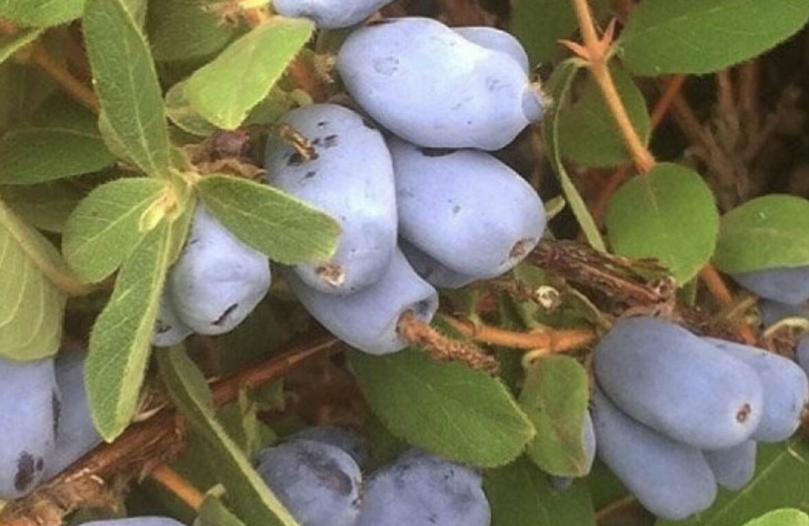 Zimolez kamčatský opylovač 'Borealis' - Lonicera kamtschatica 'Borealis'