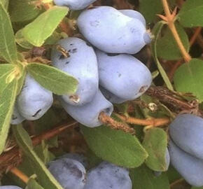 Zimolez kamčatský opylovač 'Borealis'