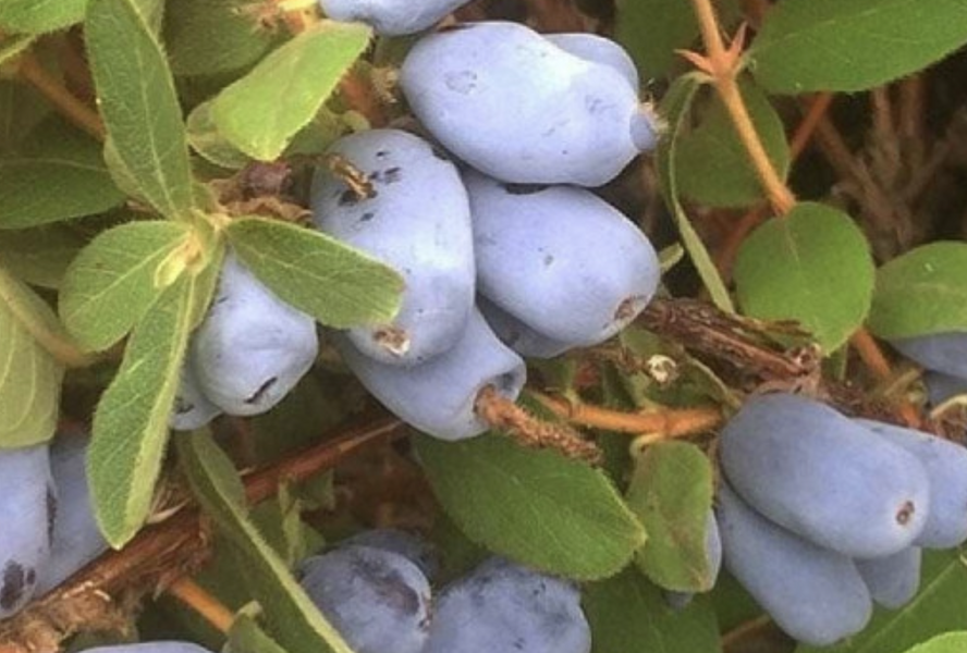 Zimolez kamčatský opylovač 'Borealis' - Lonicera kamtschatica 'Borealis'