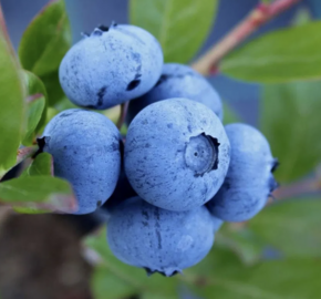 Borůvka chocholičnatá, kanadská borůvka 'Denise Blue' - Vaccinium corymbosum 'Denise Blue'
