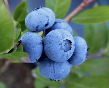 Borůvka chocholičnatá, kanadská borůvka 'Denise Blue'