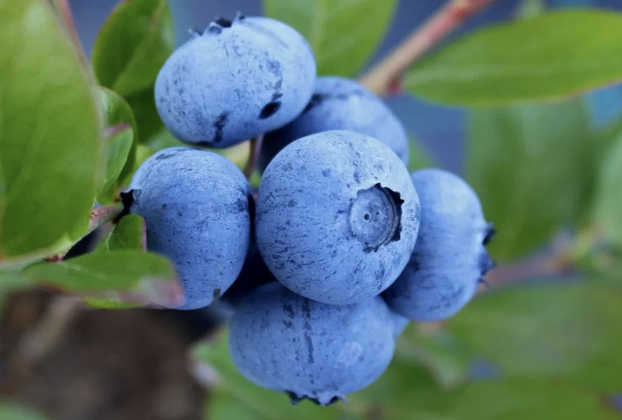 Borůvka chocholičnatá, kanadská borůvka 'Denise Blue' - Vaccinium corymbosum 'Denise Blue'