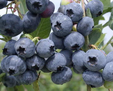 Borůvka chocholičnatá, kanadská borůvka 'Nelson'