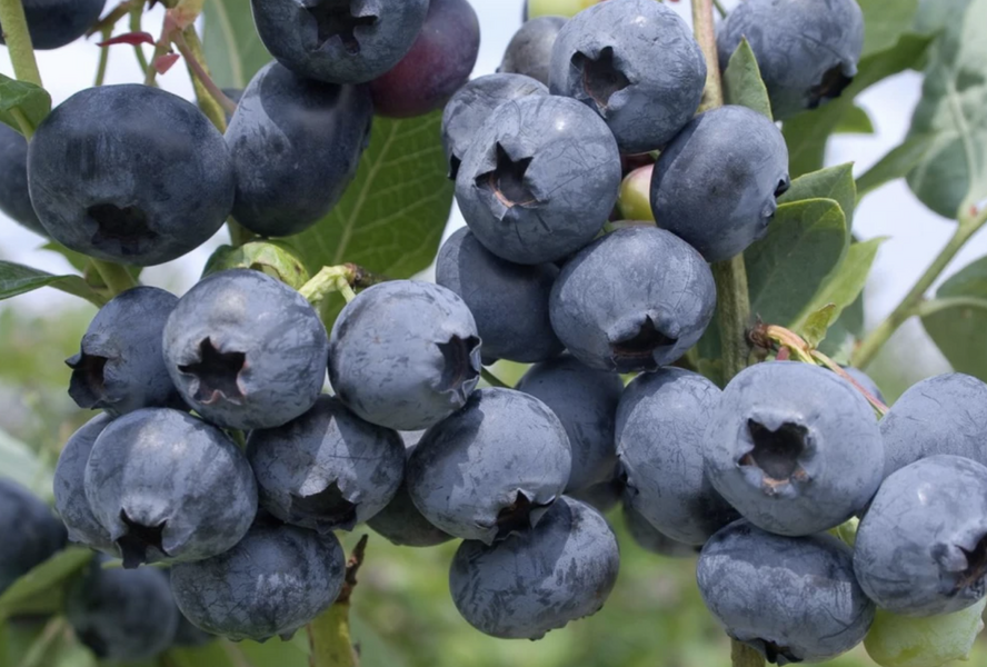 Borůvka chocholičnatá, kanadská borůvka 'Nelson' - Vaccinium corymbosum 'Nelson'
